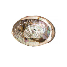 Load image into Gallery viewer, Abalone Shells, 3 - 4 Inches, Mexican Shells, Incense Burner
