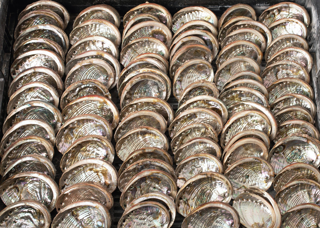 Abalone Shells, 3 - 4 Inches, Mexican Shells, Incense Burner